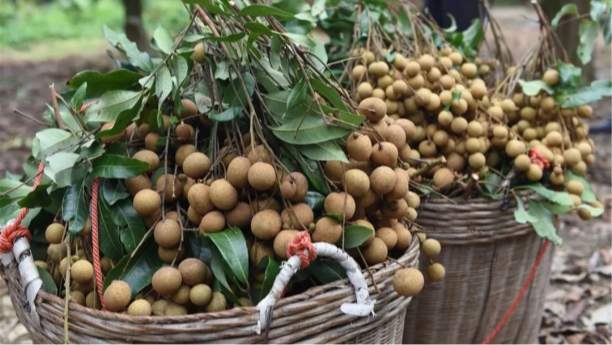 Benefits of Potassium Amino Acid Chelate