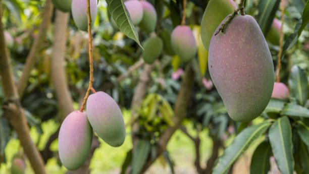 Potassium Amino Acid Chelate Uses