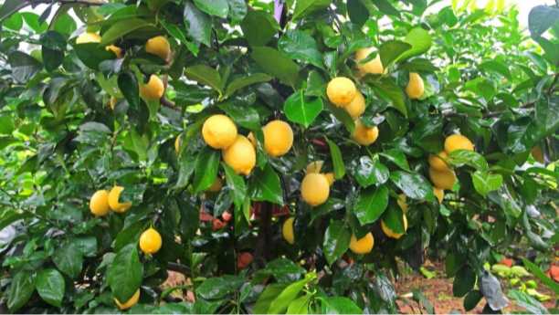 Potassium Amino Acid Chelate Uses