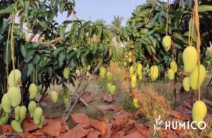 Amino Acid Benefits for Plants Enhancing Growth & Strength - HUMICO Mango