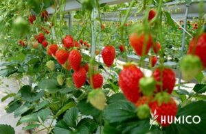 Chitosan Powder for Plants Benefits & Dosage Recommendations - HUMICO Strawberry
