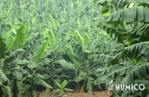 Eddha Iron Chelate for Trees Enhancing Tree Health - HUMICO Bananas