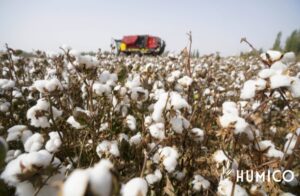 Humic and Fulvic Acid Benefits for Plants Understanding, Role, and Applications - HUMICO Cotton