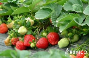 Super Potassium Humate Shiny Flakes A Comprehensive Guide Including Benefits & Usage - HUMICO Strawberry