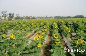 Amino Acid for Plants Growth Enhancing Morphology & Yield - HUMICO Sunflower