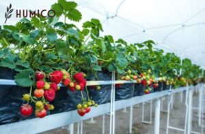 Chitosan Oligosaccharide for Plants Enhancing Crop Productivity - HUMICO Strawberry