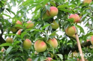 Effect of Humic Acid on Plant Growth Understanding Biological Activities - HUMICO Peach