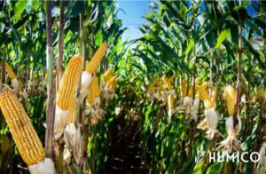 Fulvic Acid Benefits for Plants Enhancing Growth & Productivity - HUMICO Corn