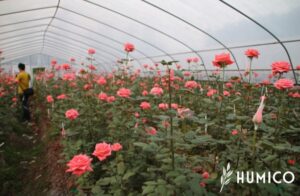 Humic Acid Uses in Agriculture Top Benefits - HUMICO Rose