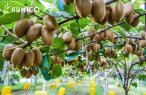 Iron EDDHA Fertilizer Unveiling 6% Potency & Benefits - HUMICO Kiwifruit