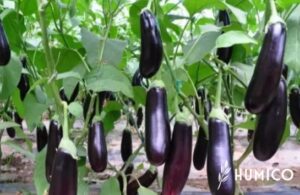 Liquid Humic Acid Organic Fertilizer Science & Benefits - HUMICO Eggplant