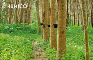 Potassium Fulvate for Plants Benefits & Application Insights - HUMICO