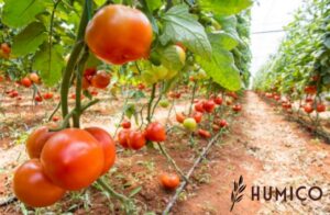 Potassium Humate Uses in Agriculture Enhancing Soil Quality - HUMICO Tomato