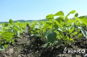 Seaweed Extract Powder for Plants Benefits & Application - HUMICO Soybeans
