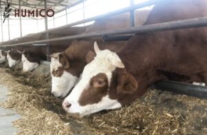 Sodium Humate Feed Key Benefits & Applications - HUMICO Cow