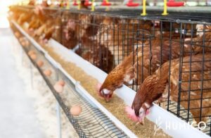 Sodium Humate in Poultry Application, Efficacy & Benefits - HUMICO