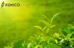 Alginic Acid Benefits for Plants Enhancing Growth & Defense - HUMICO Tea Leaves