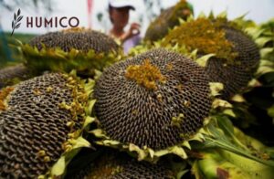 Chelated Iron EDDHA 6% Benefits and Application A Comprehensive Guide - HUMICO Planting Sunflower