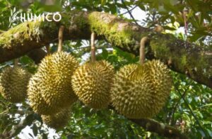 Copper EDTA Fertilizer Maximizing Plant Health - HUMICO Durian