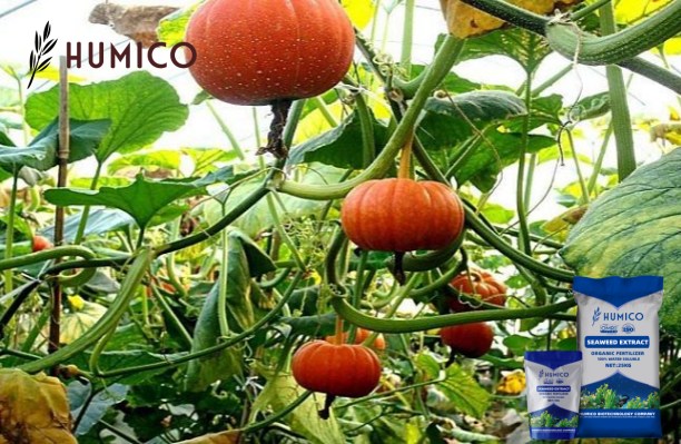 Exploring the Potential of Chitosan Oligosaccharide Uses - HUMICO - Planting Pumpkin