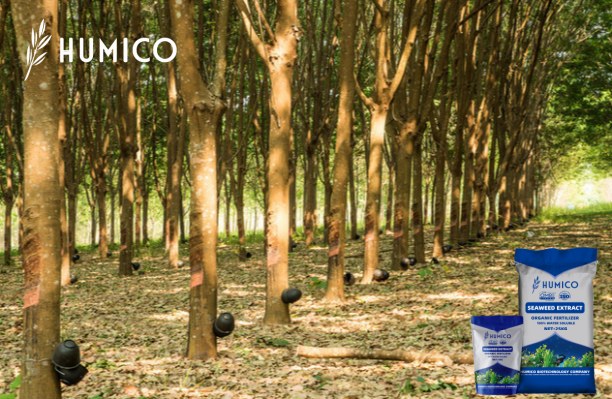 Exploring the Potential of Chitosan Oligosaccharide Uses - HUMICO - Planting Rubber