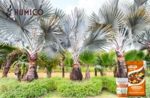 Fulvic Acid Minerals Fertilizer Boost Plant Health - HUMICO - Planting Palm