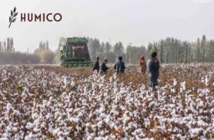 Humic Acid for Cotton A Comprehensive Analysis - HUMICO