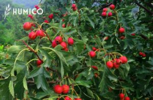 Methods of Applying Fertilizer Best Practices & Techniques - HUMICO Hawthorn