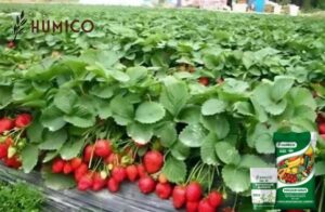 Potassium Humate for Plants Benefits & Application Guide - HUMICO - Planting Strawberry
