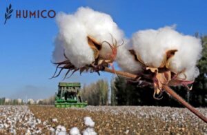 Use of Amino Acid in Agriculture Impact & Benefits - HUMICO Cotton