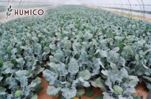 Chelated Manganese EDTA Fertilizer A Comprehensive Guide - Humico - Planting Broccoli
