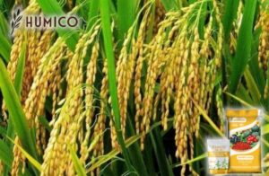 Enhancing Plant Growth with Zinc Amino Acid Chelate Fertilizer - Humico - Planting Rice