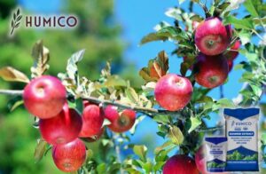 Exploring the Benefits of Ascophyllum Nodosum for Plants -Humico - Planting Orchard