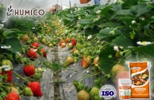 Fulvic Acid Mineral Powder Benefits for Plants A Comprehensive Guide - Humico - Planting Strawberry