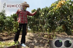Humic Acid for Mango Tree Impact on Growth and Yield - Humico - Planting Mango Tree