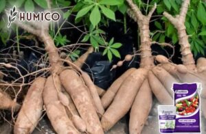 Humic Amino Shiny Balls Functions, Crops, and Dosage Solutions - Humico - Planting Cassava