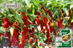 Leonardite Potassium Humate Fertilizer A Comprehensive Guide - Humico - Planting Chili