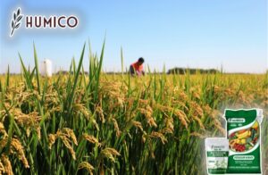 Potassium Humate Fertilizer for Rice Planting Application Tips and Benefits - Humico