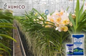 Seaweed Extract for Orchids Benefits and Application Comprehensive Guide - Humico - Planting Orchids