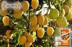 Soluble Fulvic Acid Powder Fertilizer Benefits and Uses for Plants - Humico - Planting Mango