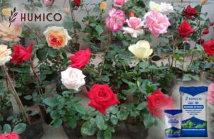 Understanding Fish Amino Acid Fertilizer Benefits and Mechanism of Action - Humico - Planting Rose