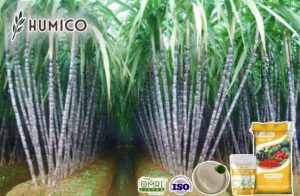 Amino Acid for Sugarcane Enhancing Growth, Improve Yields and Quality - Humico