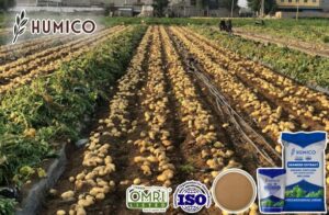Exploring the Impact of Seaweed Polysaccharides for Plants - Humico - Potatos