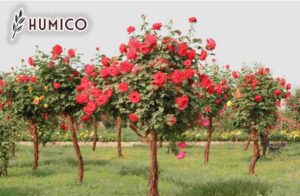 Humic Acid for Roses - The Key to Thriving Blooms - Humico