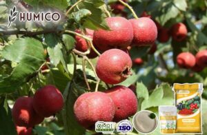 Iron Amino Acid Chelate Benefits Promoting Plant Growth and Health - Humico - Planting Hawthorn