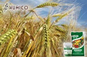 Unlocking the Power of Potassium Humate Uses Improved Agricultural Yield - Humico - Planting Barley