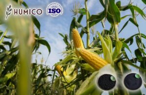Humic Acid for Corn Enhancing Crop Growth and Increase Yield - Humico