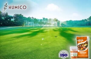 Understanding Fulvic Acids for Lawn Care A Comprehensive Guide - Humico