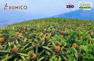 Humico -Potassium Fulvate Organic Fertilizer - Boosting Fruit Tree Growth and Health - Planting Pineapple