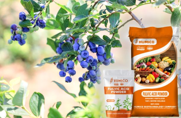 HUMICO - ¿Cuál es el mejor fertilizante para las plantas de arándanos Una guía completa Arándanos